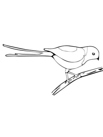 Golden Breasted Starling Coloring Page